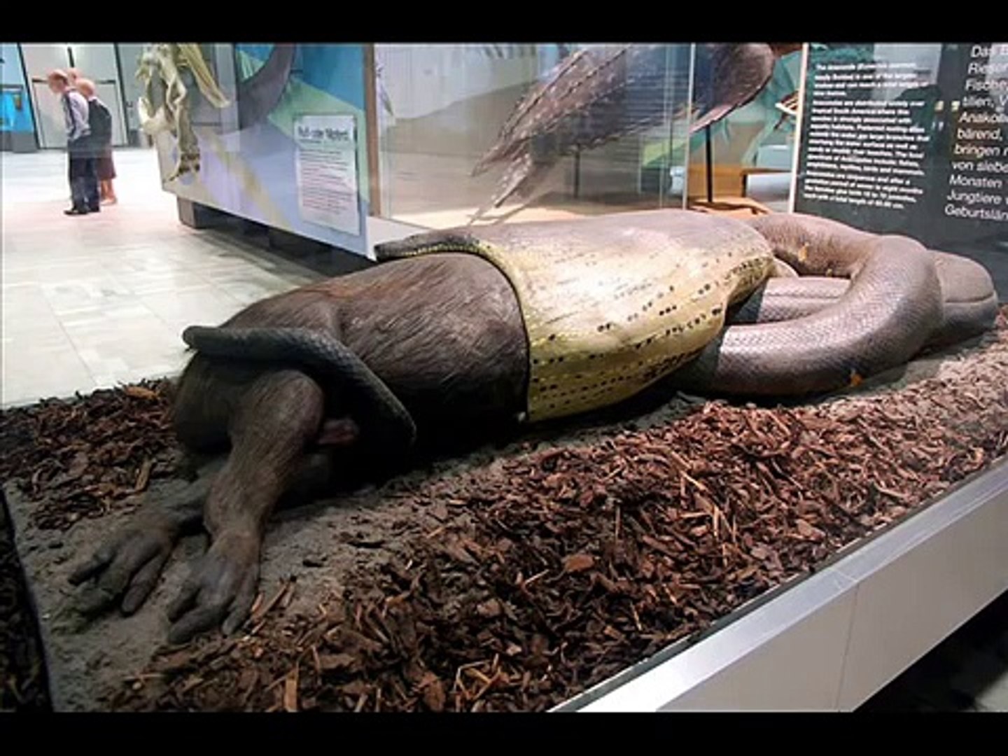 the-worlds-biggest-snake-found-alive-new-2022