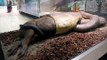 Worlds biggest snake found alive in Brazil
