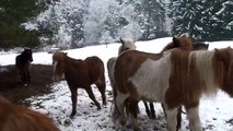 CHEVAUX ISLANDAIS-ICELANDIC HORSES-ELEVAGE STEINBACH- Réalisation DOMAINE DE RABREUX-43