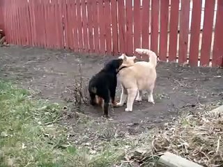 Ротвейлер напал на кота