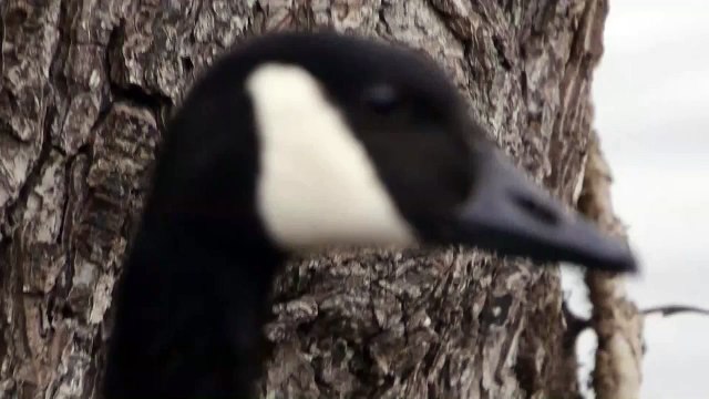 Head of a Canada Goose (Branta canadensis) / Kopf einer Kanadagans [2]