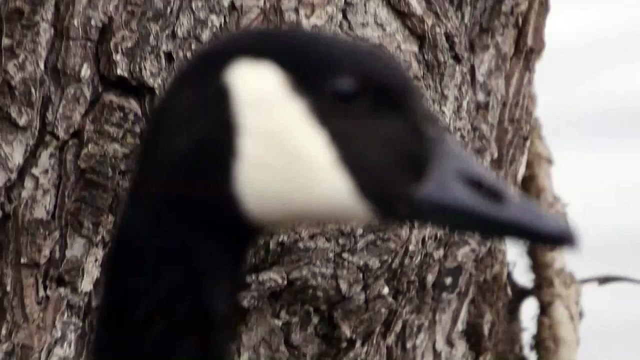Head of a Canada Goose (Branta canadensis) / Kopf einer Kanadagans [2]