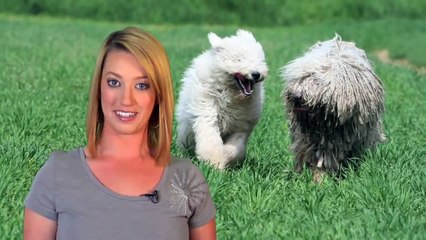5 Fun Facts About Komondor Dogs (Komondor Video)