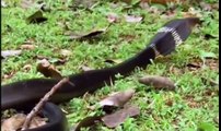 King Kobra- The most dangerous snake in the world