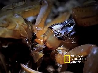 Cannibal Scorpions vs. Shrew