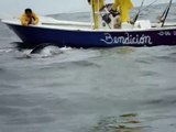ataque de orcas (ballenas asesinas) a una manta raya VIDEO 2 Salinas - Ecuador