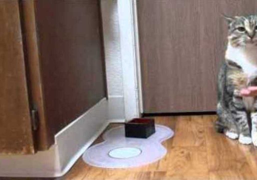 Cat Performs Tricks Just Like a Dog