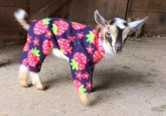 Baby Goats Play in Pajamas