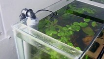 External Filter DIY for aquarium ~700 l/h
