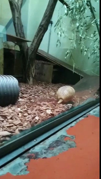 Un tatou glisse sur une pente