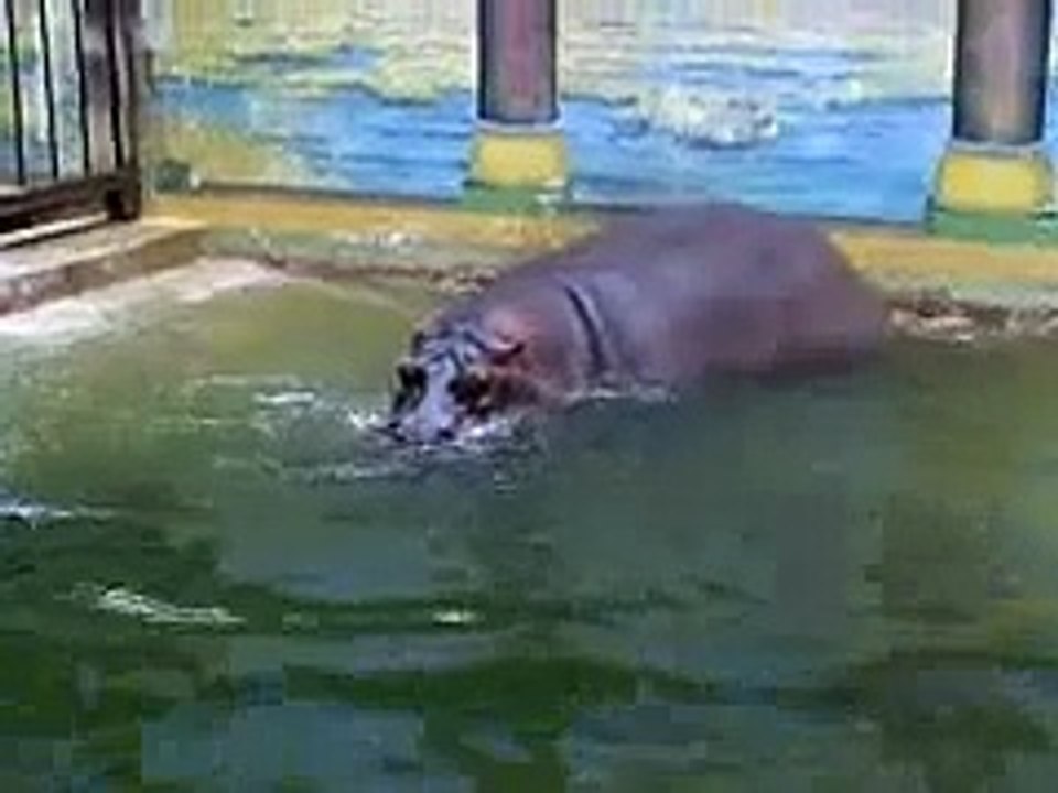 Hippo projectile pooping