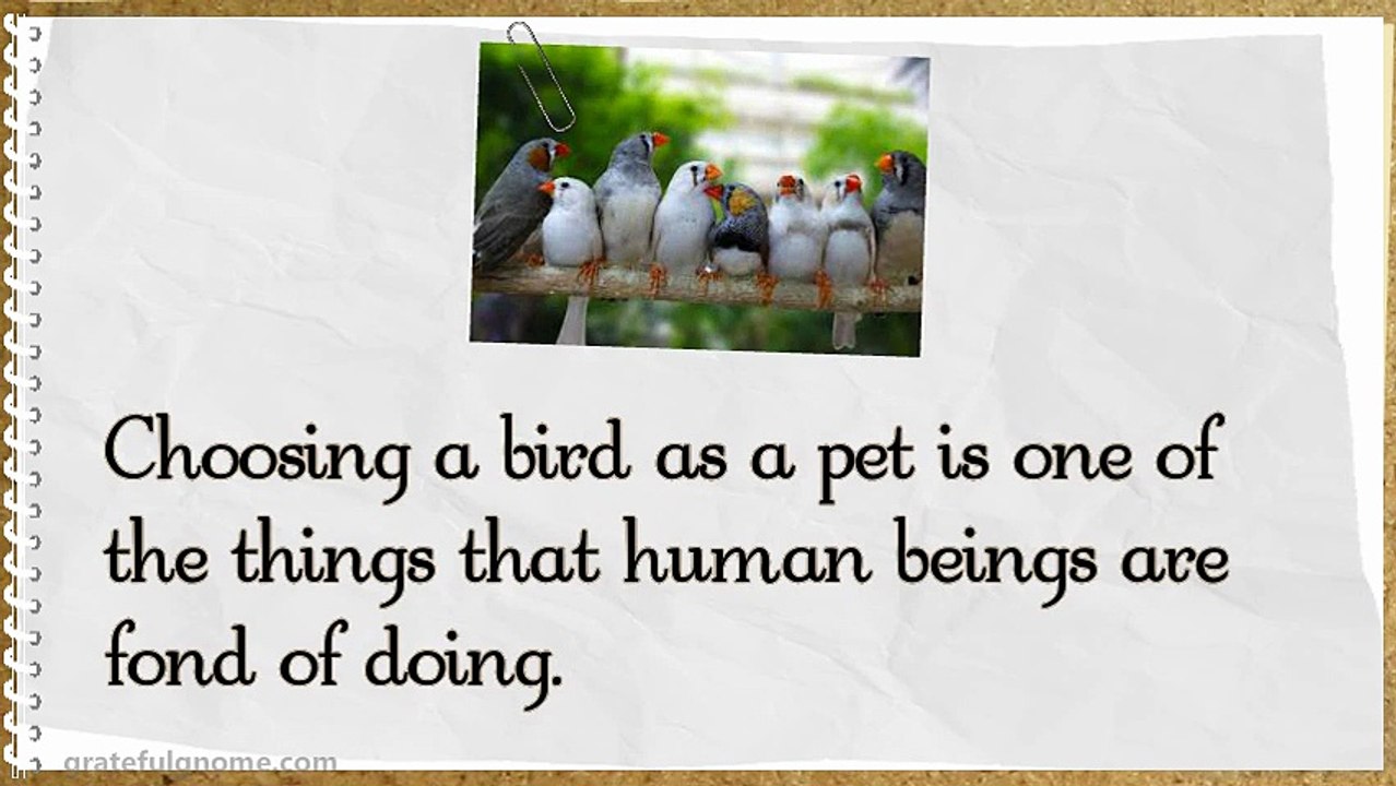 Important Things to Consider Before Buying Birds as Pets
