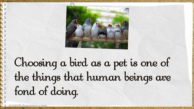 Important Things to Consider Before Buying Birds as Pets