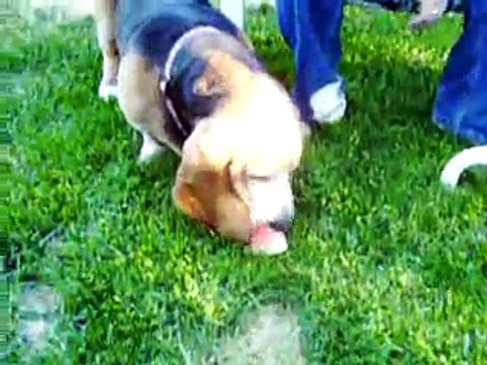 Smoochie Eating Watermelon