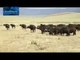Lions vs Buffaloes Fight Most Dangerous Battle Lions fighting to death Video