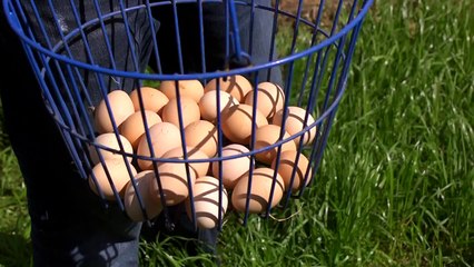 Chicken Chores | Farm Raised With P. Allen Smith