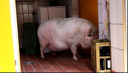 Saumässig schlechte Laune..........