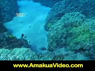 KIDS UNDERWATER VIDEO & MARINE EDUCATION PROGRAM
