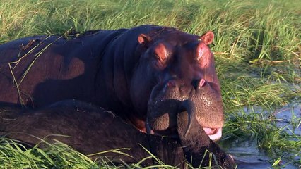 Elephants find "political refuge" on Botswana's plains