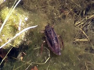 Giant Water Bug (Belostomatidae: Lethocerus)