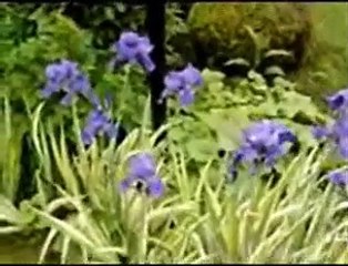 LAJSO - Blues u vrtu (2009)