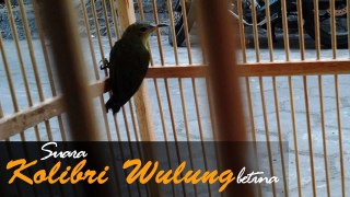 Suara MP3 Kolibri wulung betina durasi panjang untuk Memaster Kolibri Jantan