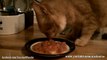 Cats (Obligate Carnivores) eating raw meat