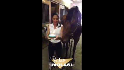 DOĞUM GÜNÜNDE MUMLARI ÜFLEYEN AT