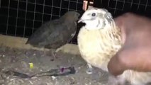 Coturnix quail sexing
