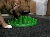 Recommended Dog Toy - Feeder Bowl