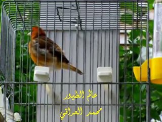 تغريد حسون مو طبيعي ماشاء الله . محمد العراقي