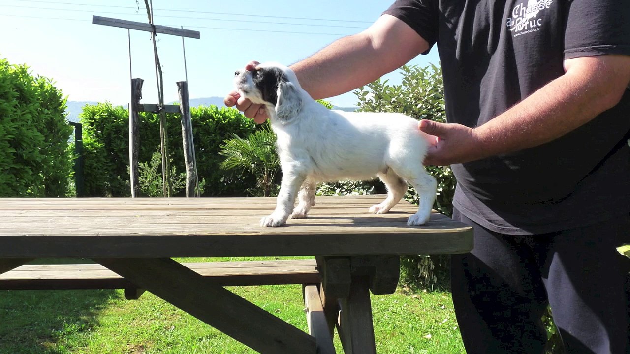 Chiots de la portée d'Ivo del Binario et de Gaïa des Collines de l'Izars
