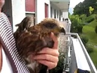 comment nourrir une buse