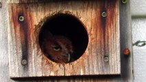 Eastern Screech Owls in  Nest Box 2015