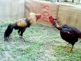 Ayam Sabung (Best Quality Audio)