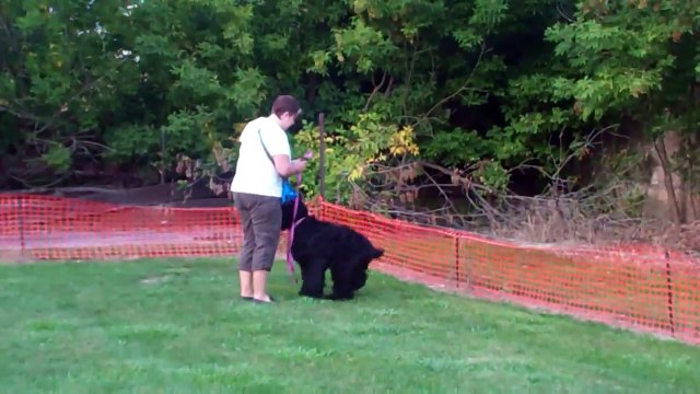 Canadian Black Russian Terrier Meeka at Rally Obedience class. 11 months old