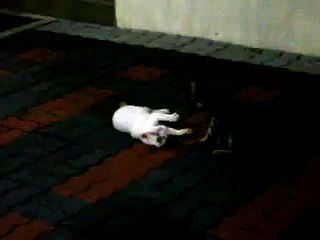 Cat fight or cat sex?