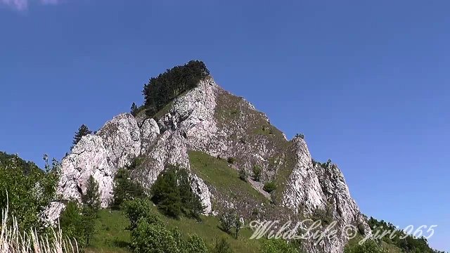 Jasoň červenooký (Parnassius apollo),Roter Apollo,Mountain Apollo