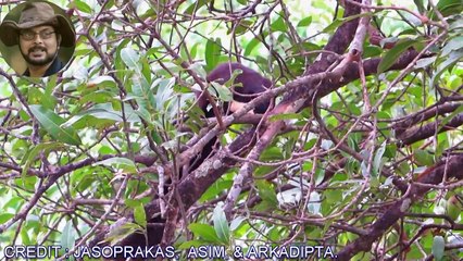 Malayan Giant Squirrel.