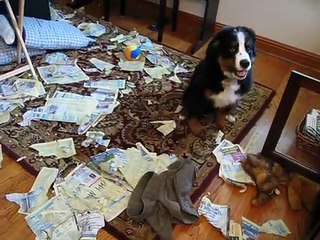 Bernese Mountain Dog getting into trouble