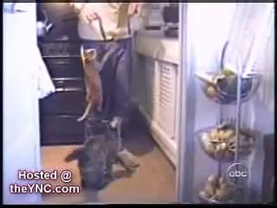 stupid cats doing funny things