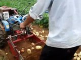 حصاد محصول البطاطا - زراعه