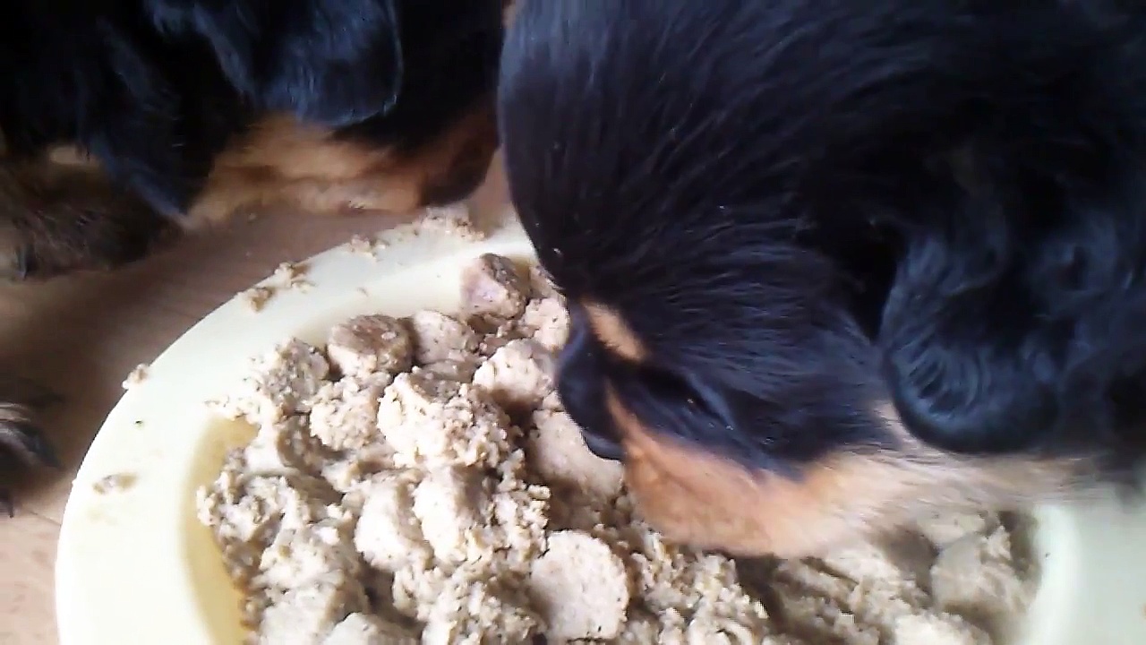 Rottweilers puppy