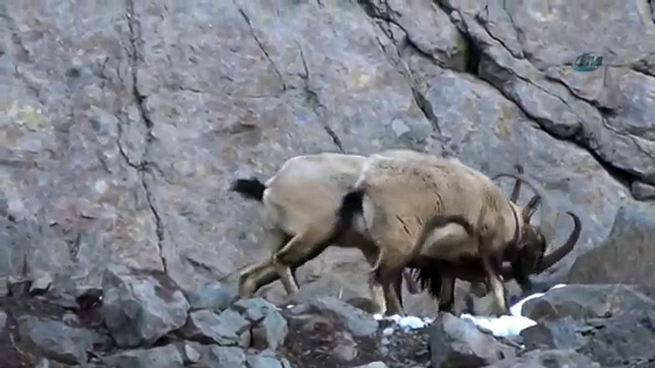 Mountain goat vs Mountain goat... a fight to the death... video