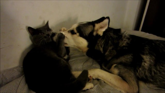 Вот такая любовь...