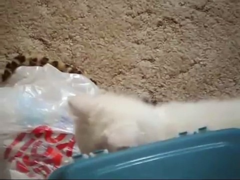Cute Turkish Angora Kitten