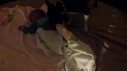 Boston Terrier tucks baby into bed