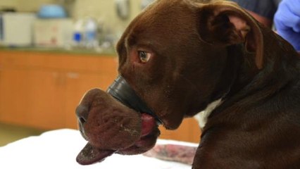 Man arrested after dog found with snout taped shut