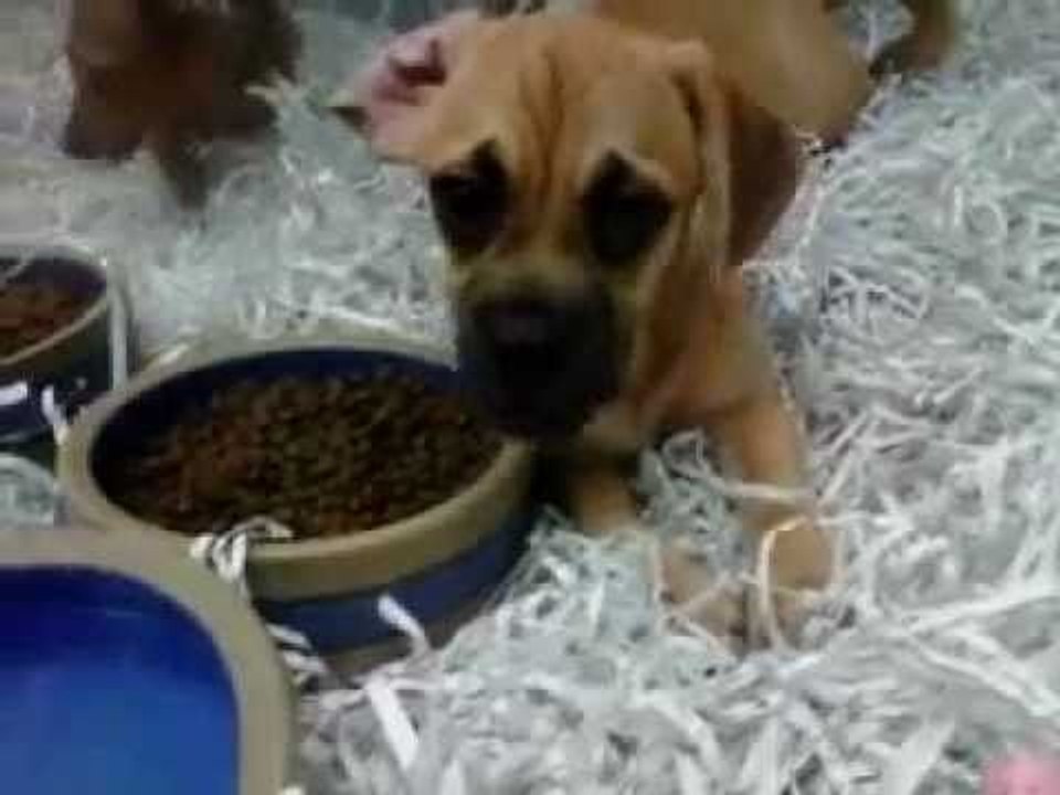 Cute puppies playing in a pen