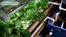 HD Aquaponics Ep.32 - Advanced barrel aquaponics, chelated liquid iron, greenhouse, hops, Ron Paul